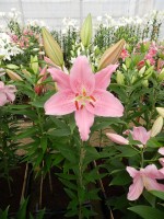 [4299 Catemaco VH No01.JPG]